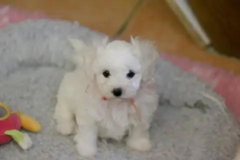 Bichon Frise  Bergamotte De La Felhotte photo 3