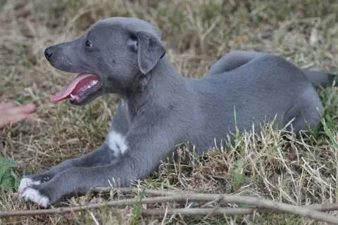 Whippet photo 3