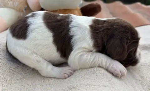 English Springer Spaniel  B................. Des Etan c3bf6 photo 2