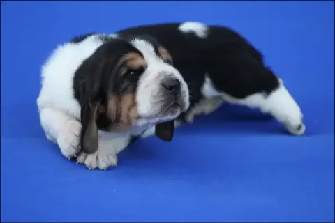 Basset Hound  Chiot 7 De La Flamme Sacrée D'Hestia photo 3