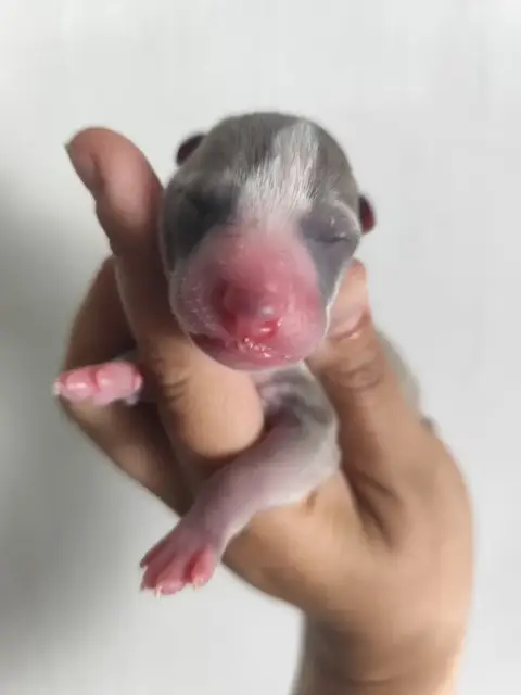 Whippet  Bleuet Des Vives Etoiles D’Argent