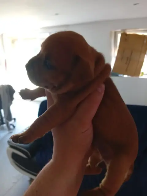 Staffordshire Bull Terrier  Chiot N°4 Unguibus Et Ros 2c350