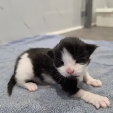 Chaton Maine Coon Loof À Reserver