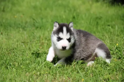 Siberian Husky  Chiot N°3 Des Legendes Du Triskel photo 3