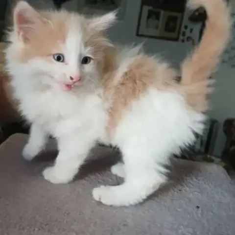 Adopter Chaton Norvégien