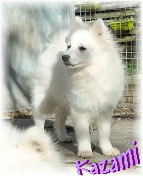 Spitz Japonais  B......... Des Joyeux Dahus photo 2