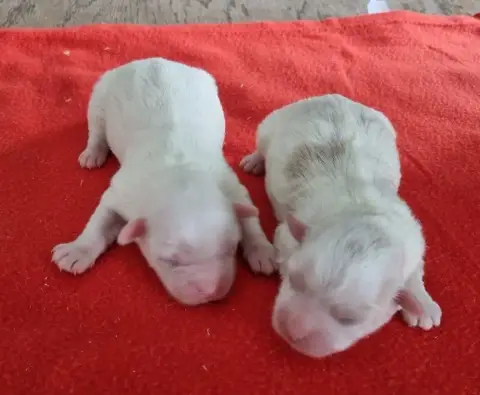 Coton De Tulear  Chiot N°3 Des Hirondelles Du Voyage 4774b