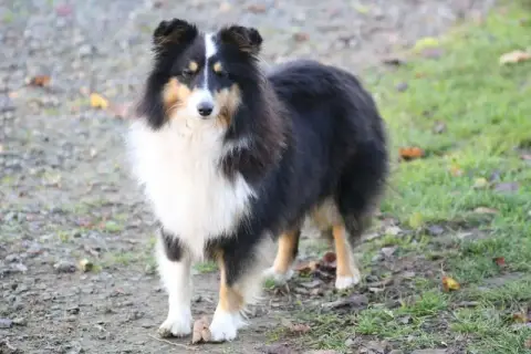 Shetland Sheepdog  Chiot N°5 Des Touches Noires photo 3
