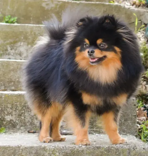 Spitz Allemand  Balmain Des Tou'Tout Petits photo 3