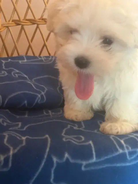 Bichon Maltais  Bamby Du Hameau De Roxane photo 3
