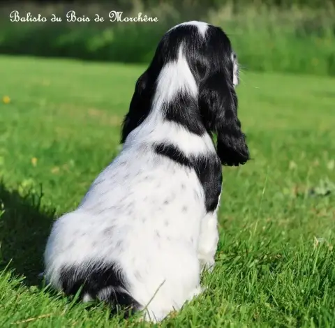 Cocker Spaniel Anglais  Balisto Du Bois De Morchène a2a1a photo 2