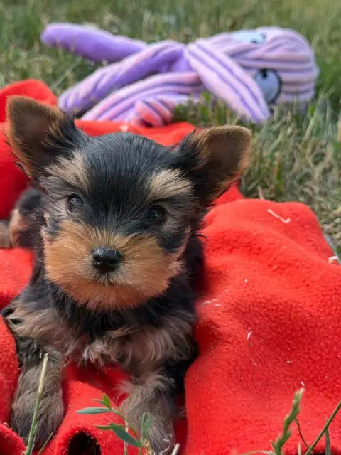 Yorkshire Terrier  Chiot N°4 Du Moulin De Madjurie photo 2