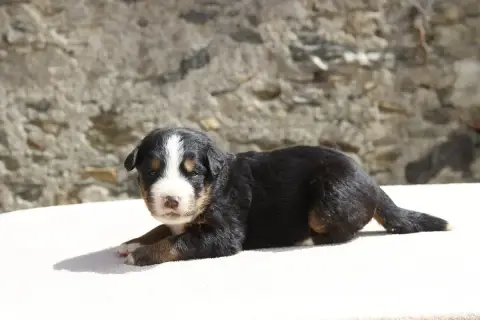 Bouvier Bernois  Chiot 1 De La Vallée De L'Hyrome photo 2