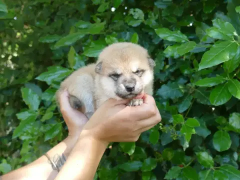 Shiba photo 2
