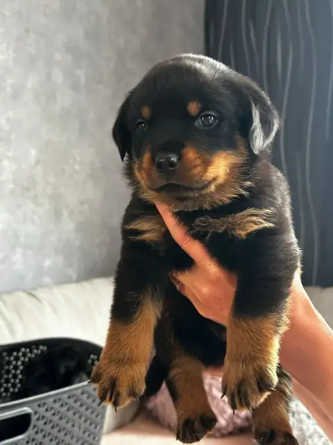 Rottweiler  Bleu Du Valhalla Des Anges Noirs photo 2