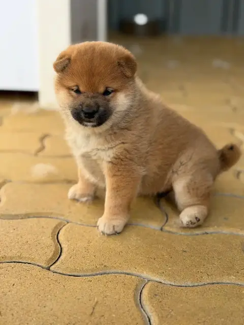 Shiba