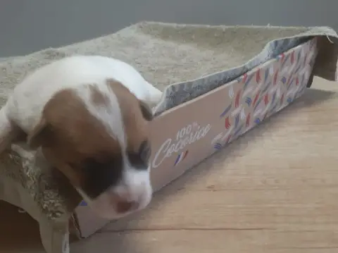 Jack Russell Terrier  Chiot 1 Du Clos D'Allinge