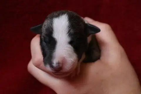 Whippet  Chiot N°6 Dear Sweety
