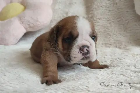 Bulldog Anglais 
                        B Precious B c45dc photo 2