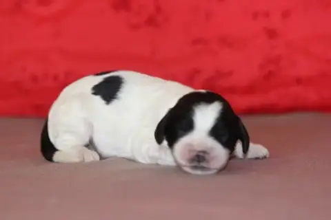 English Springer Spaniel photo 3