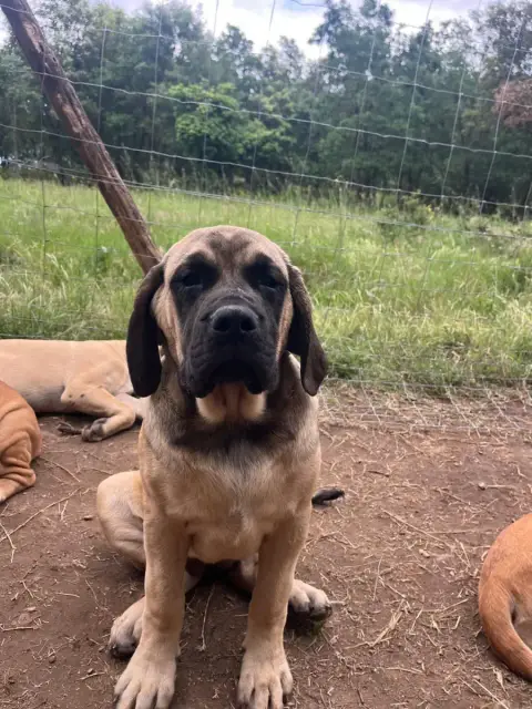 Mastiff  Belle