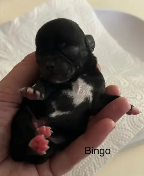 Chihuahua  Bingo Des Rois Du Monde photo 2