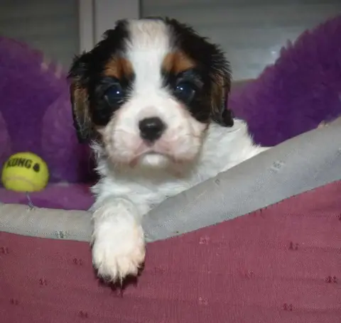 Cavalier King Charles Spaniel 
                       0d16e