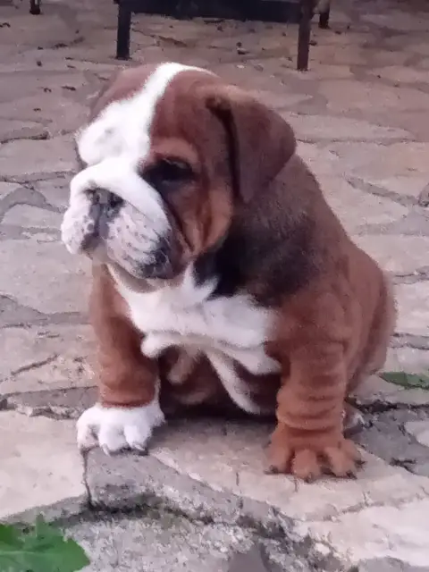 Bulldog Anglais  Bebert Du Domaine Des Gueules D'Amou c11be