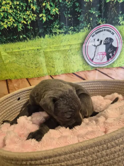 Cane Corso  Chiot N°7 Des Diamants Du Colisée Jcm photo 3
