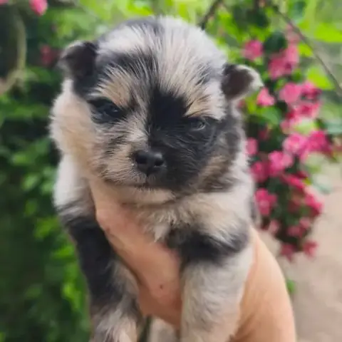 Chiots