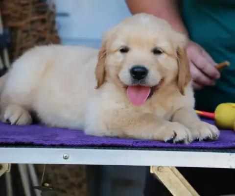 Golden Retriever  Chiot N°4 Orange De Windy'Stia photo 2