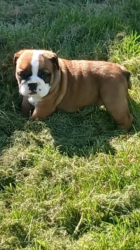 Bulldog Anglais  Chiot N°7 Stocky Family photo 3