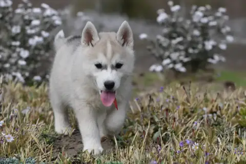 Siberian Husky  Boreas Eiras Siberian Southeast photo 3
