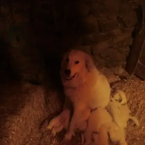 Chiots Montagne Des Pyrenees