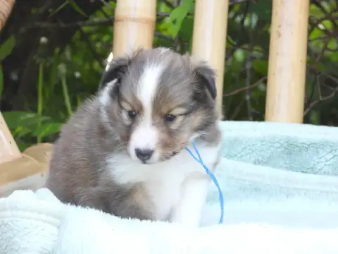 Shetland Sheepdog  Chiot N°2 Du Sapin Vert photo 3