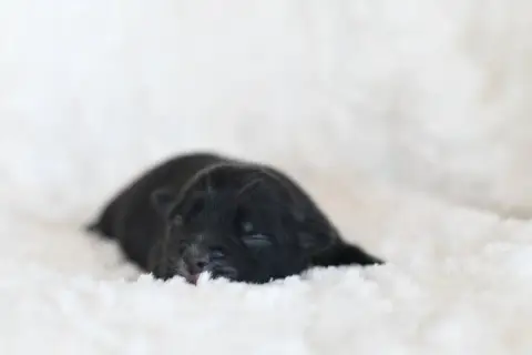 Berger Américain Miniature  Blacke In Parigi