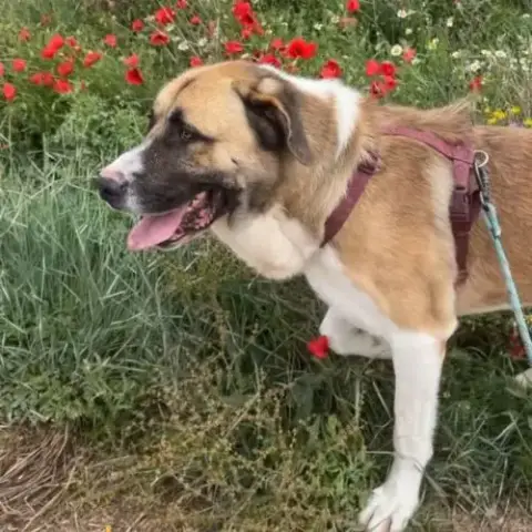Ruso Un Tendre Mastin Au Cœur Immense