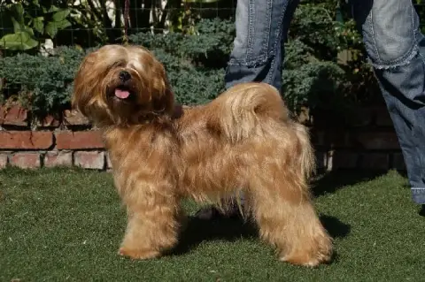 Terrier Tibetain  Chiot N°3 Du Clan De Lis photo 3
