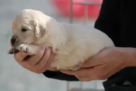 Golden Retriever  Chiot N°8 Des Romarins De Mayerling 8a3fc