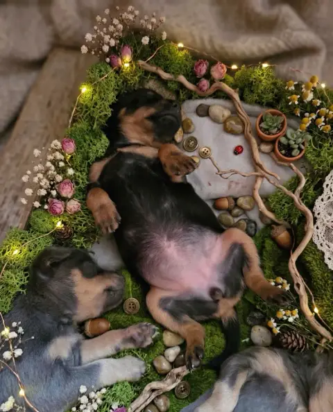 Russkiy Toy (Petit Chien Russe)  B................... 9d179