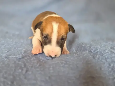 Bull Terrier  Chiot 5 By The Wall