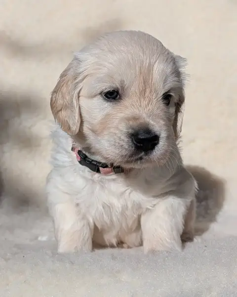 Golden Retriever  Beauty De L'Esprit D'Oural photo 2