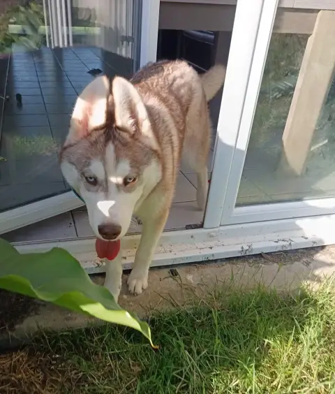 Siberian Husky  Aslow L'Ame Sauvage photo 2