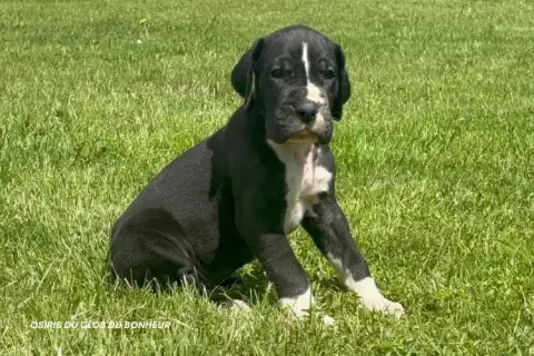 Dogue Allemand  Balthazar Du Clos Du Bonheur photo 2