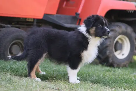 Berger Australien  Baloo Aux Milles Chemins De Talunn 197f8 photo 2