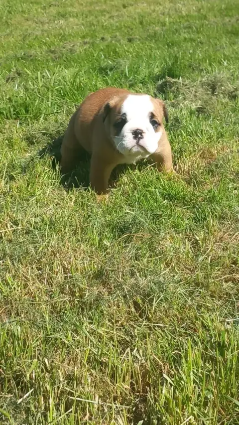 Bulldog Anglais  Chiot N°4 Stocky Family photo 3