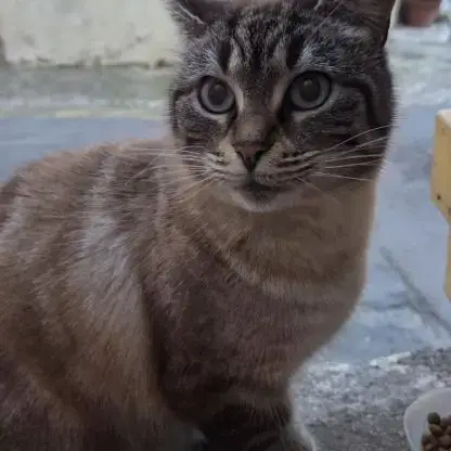 Femelle Siamoise De 6 Ans