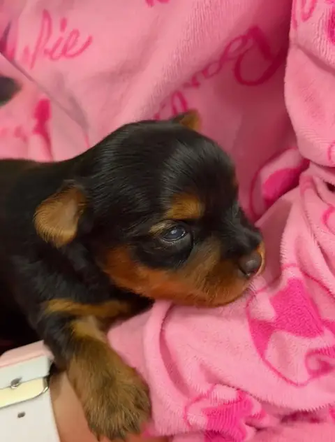 Yorkshire Terrier  Mâle 3 De La Choupette Family