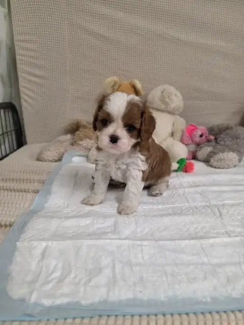 Cavalier King Charles Spaniel  Coliier Vert Foncé Des 2938d