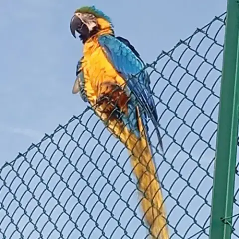 Ara Araruana